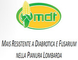 Logo MDF.jpg Miniatura