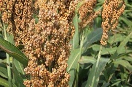 Sorgo BLOGG.jpg