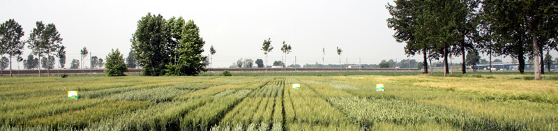 Banner ISTA campi grano.jpg